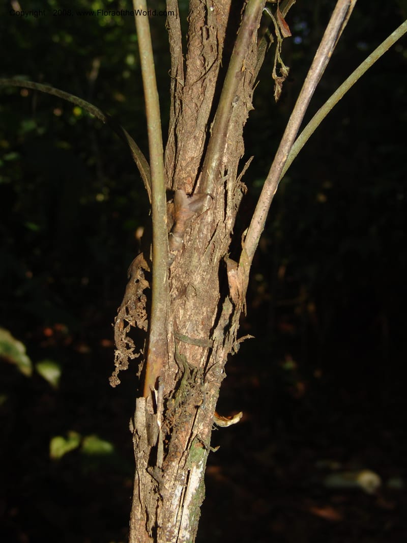 Geonoma sp., A. Araujo Murakami x--Bolivia. Pq. Nac. Madidi. Chalalan. Send. Anta. 30 Nov 04. 004.jpg