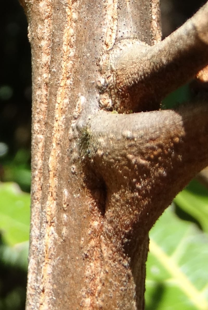 Cupaniopsis, Munzinger, J 7412--New Caledonia. Mont Dzumac. 12 Nov 2015. DSC01563 (404).JPG