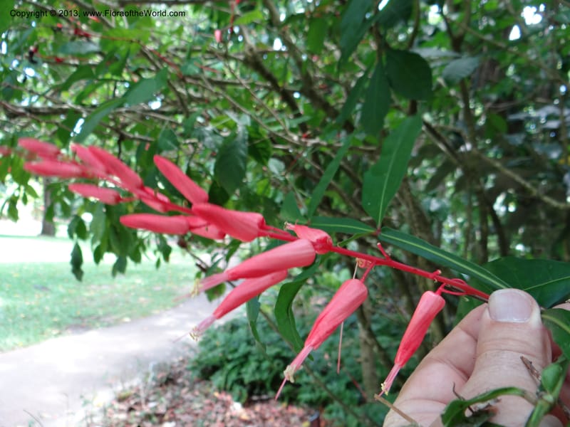 Quassia amara--Australia. Queensland. Cairns B. G. DSC09035 (107).JPG