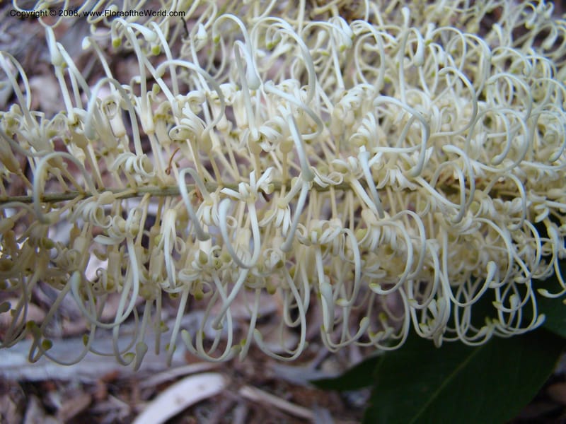 Buckinghamia celsissima--Australia. Royal Botanic Garden, Melbourne. 19-20 Mch 08. 410.jpg