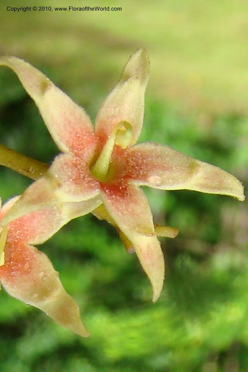 Sterculia villifera, Mori, 27339--French Guiana. Les Nouragues Station. 27 Oct 09. 030.jpg