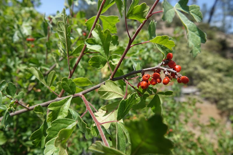 Rhus aromatica, C. Davidson 13590--CA. Tehama Co. W of Vestal Rd. on Hwy 36. 6 June 2017. DSC01078 (17).JPG