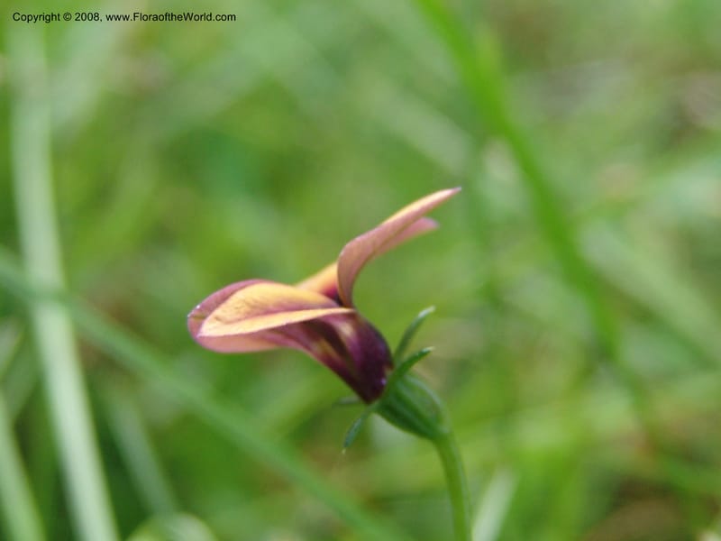 Monopsis scabra--So.Africa. E. Cape. Umtamvuna Nat. Res. 11 Mch 05. 237.jpg