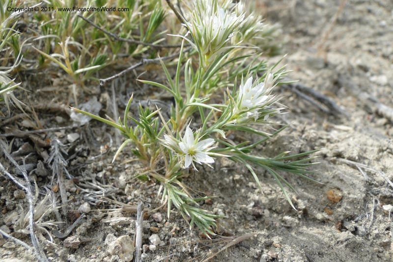 Eremogone franklinii, C. Davidson 11845--Idaho. Owyhee Co. 30 June 2011. 074 (85).jpg