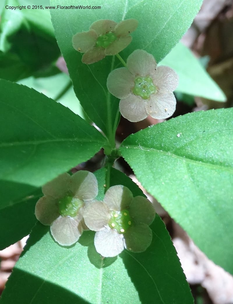 Euonymus obovatus, Davidson, C 12987--North Carolina. Clay Co. Perry Gap Rd, Barnard's Cr. 13 May 2015. DSC04860 (222).JPG