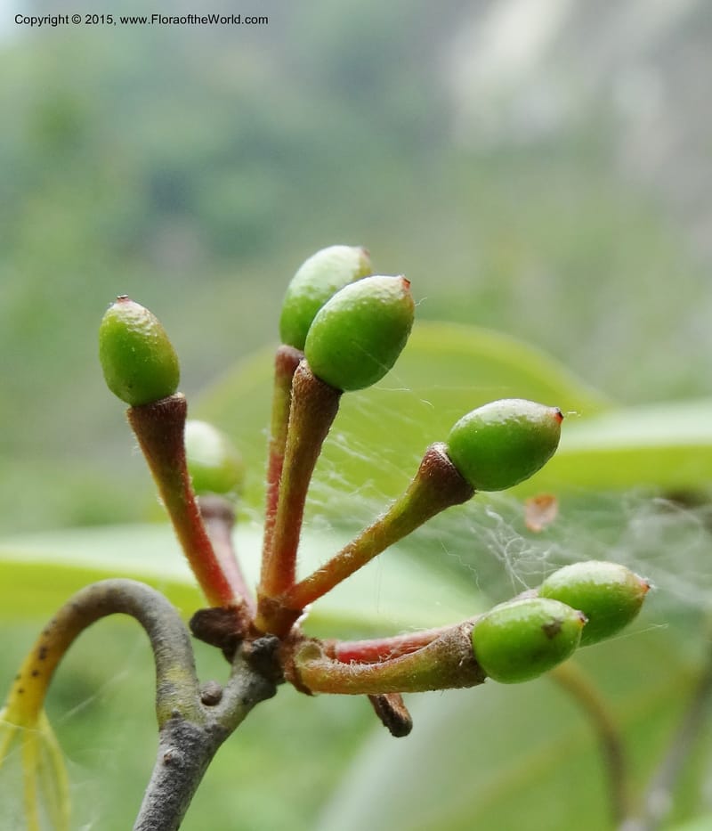 Litsea, Boufford, D 43690--China. Sichuan. LongDongZhen on Rd. to LeiYuan Shan. 13 May 2014. DSC05860 (238).JPG