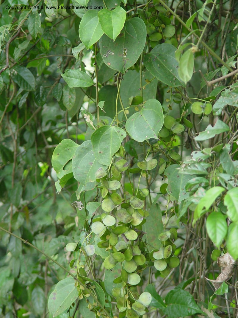 Dioscorea--Ghana. Kakum Nat. Park. 12 Dec 03. 053.jpg