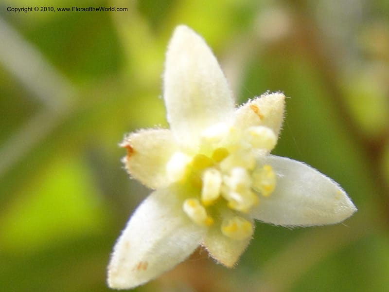 Persea palustris, Mori, S. 27409, USA, North Carolina, Pender Co., Hwy 117,3.9 miles N of Burgaw, 21 May 2010 (4).JPG