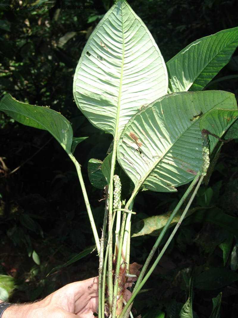 Anthurium umbricola, Croat93385--Ecuador. Prov. Los Rios. Cerro Samama, E. of Pita. 14 Aug 05. 047.jpg