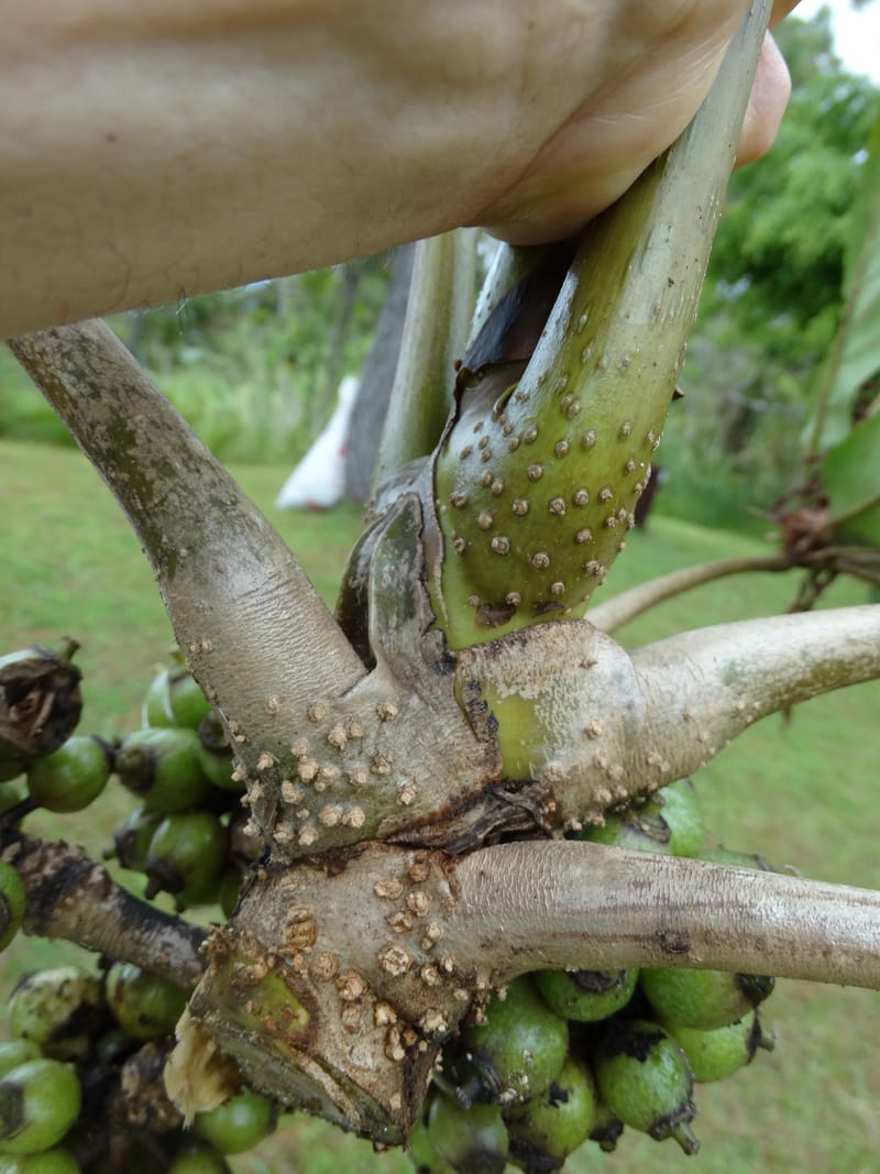 Plerandra insolita, Plunkett, G 3186--Fiji. Waisali Rainf. Reserve. 4 Nov 2015. DSC08848 (217).JPG