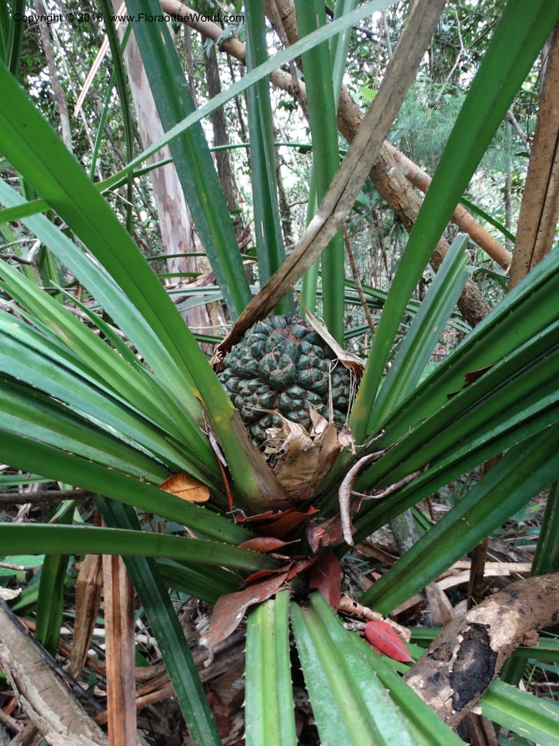 Pandanus occultus, Callmander, C 1183--Sabah. G. Silam. 1 Oct 2014. DSC00937 (222).JPG