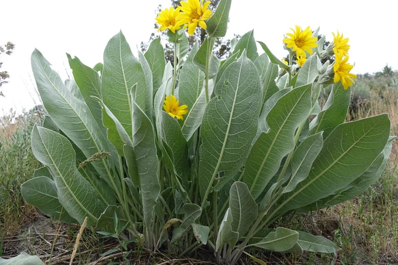 Wyethia mollis, C. Davidson 13616--CA. Modoc Co. Warner Mts. Hwy 299. 7 June 2017. DSC01455 (30).JPG