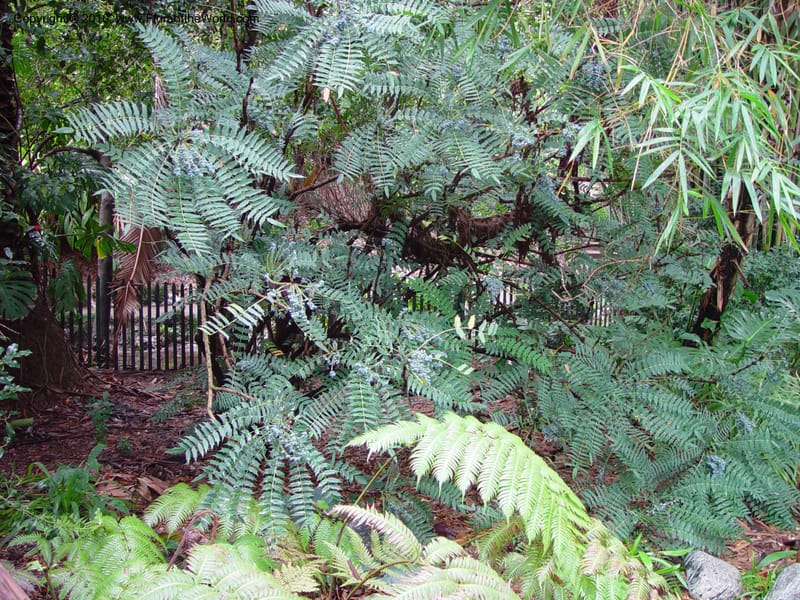 Mahonia lomariifolia--California. UCLA. Mathias Bot. Gard. 13 Feb 03. 075.jpg