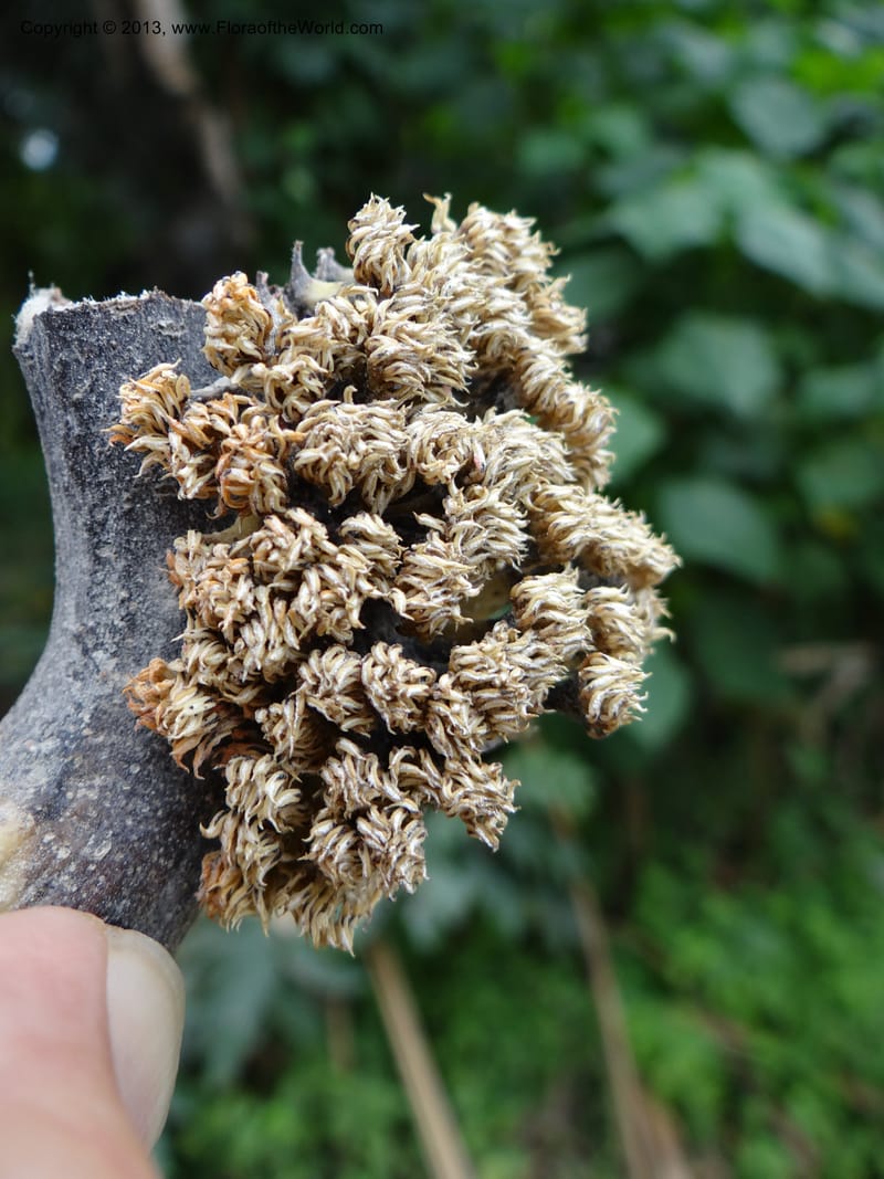 Pandanus unicornutus, Callmander, M 1049--Thailand. Chumphon Prov. Tambon Mab Amarit. 13 Nov 2012. DSC09009 (4).JPG