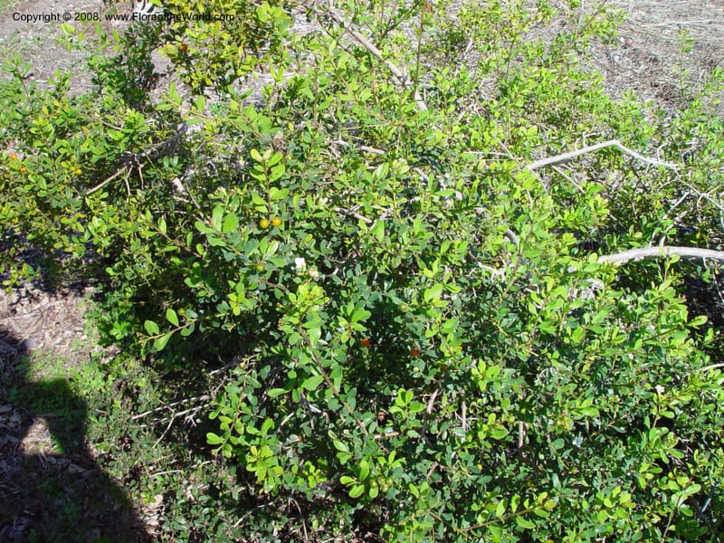 Bourreria cassinifolia. 90434 A--FL. Fairchild Tropical Gard. 16 Jan 03. 011.jpg