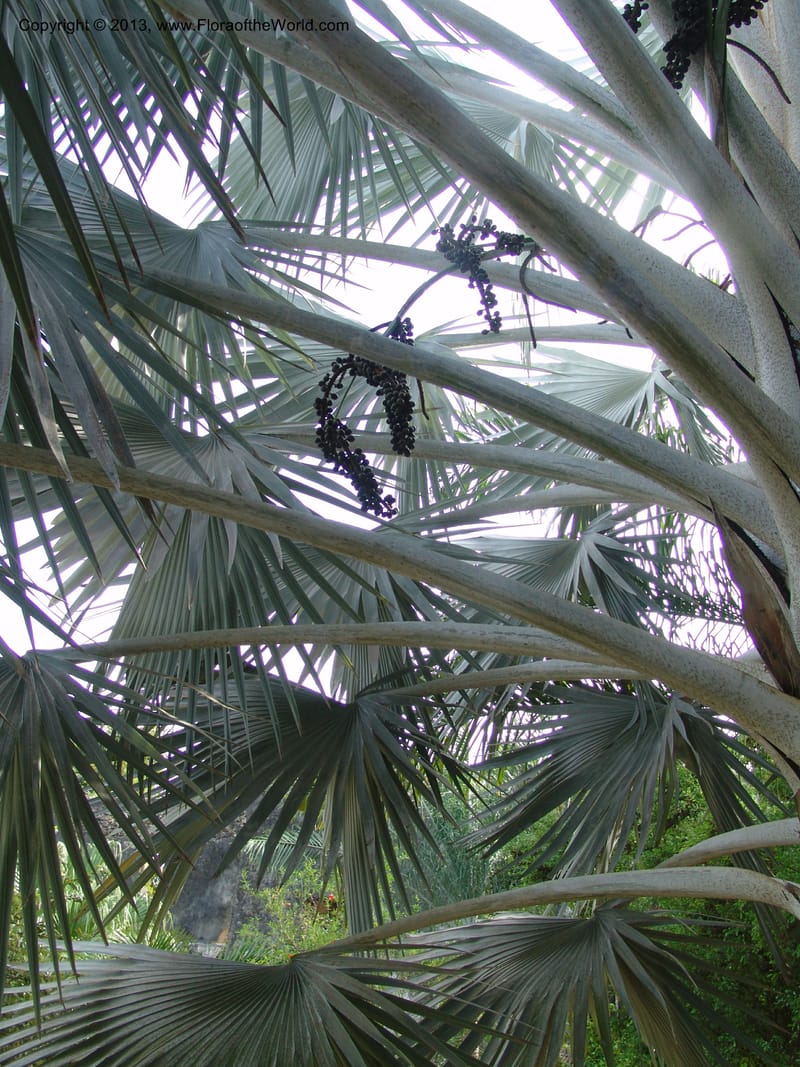 Bismarckia nobilis--Tanzania. Zanzibar. Protea Hotel+Mbweni Ruins. 17 Jul 04. 046.jpg