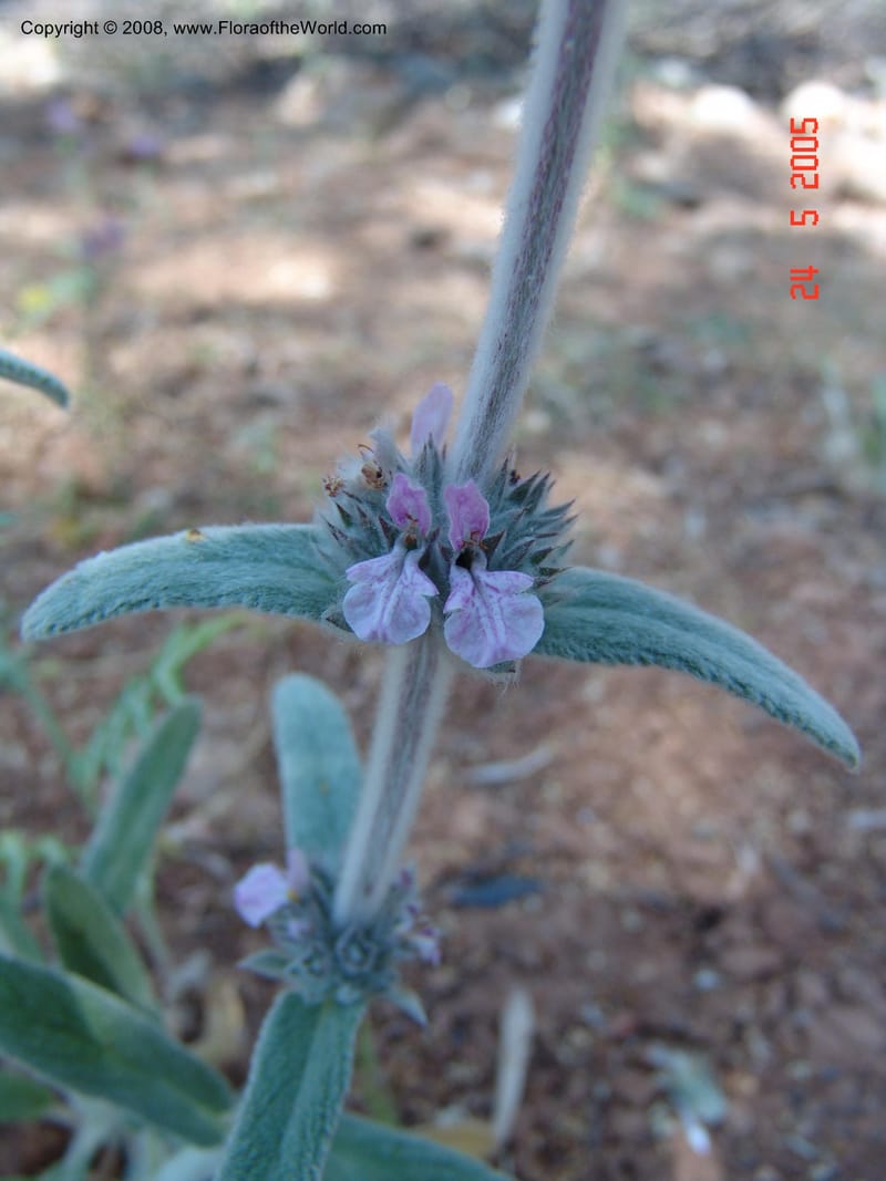 Stachys cretica--Crete. Ep. Apokoronos. Diktamos Gorge, ca. Stylos. 23 May 05. 037.jpg