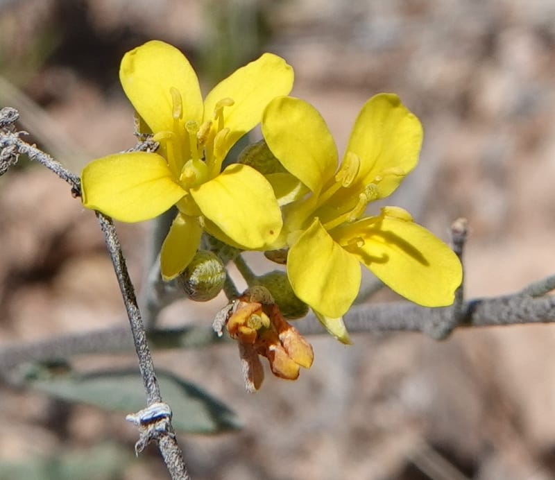 Lesquerella gordonii, C. Davidson 13997--AZ. Cochise Co. Geronimo Trail Rd. 10 Apr 2019. DSC07357 (71).JPG