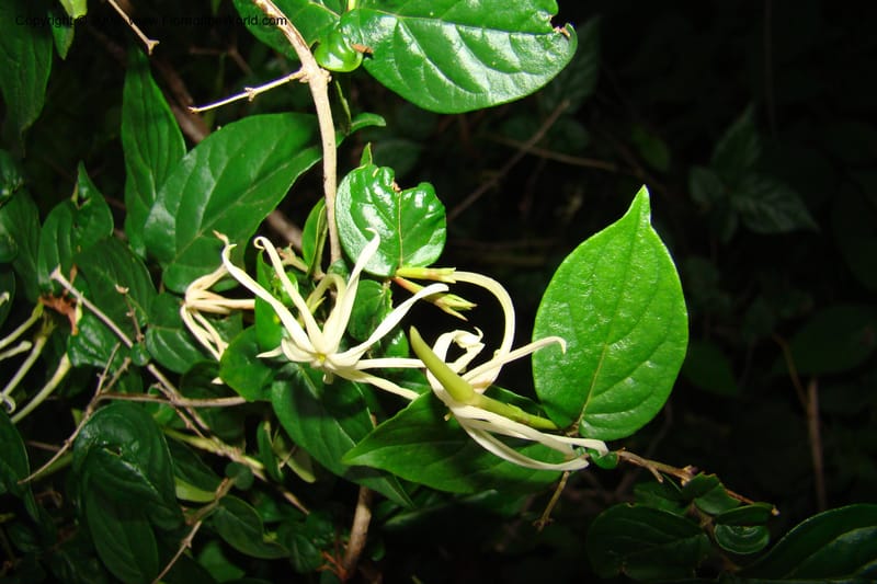 Jasminum streptopus, RGereau7007--Tanz. Mbeya Rural Distr. Pungaluma Hills. 23 Jan 08. 265.jpg