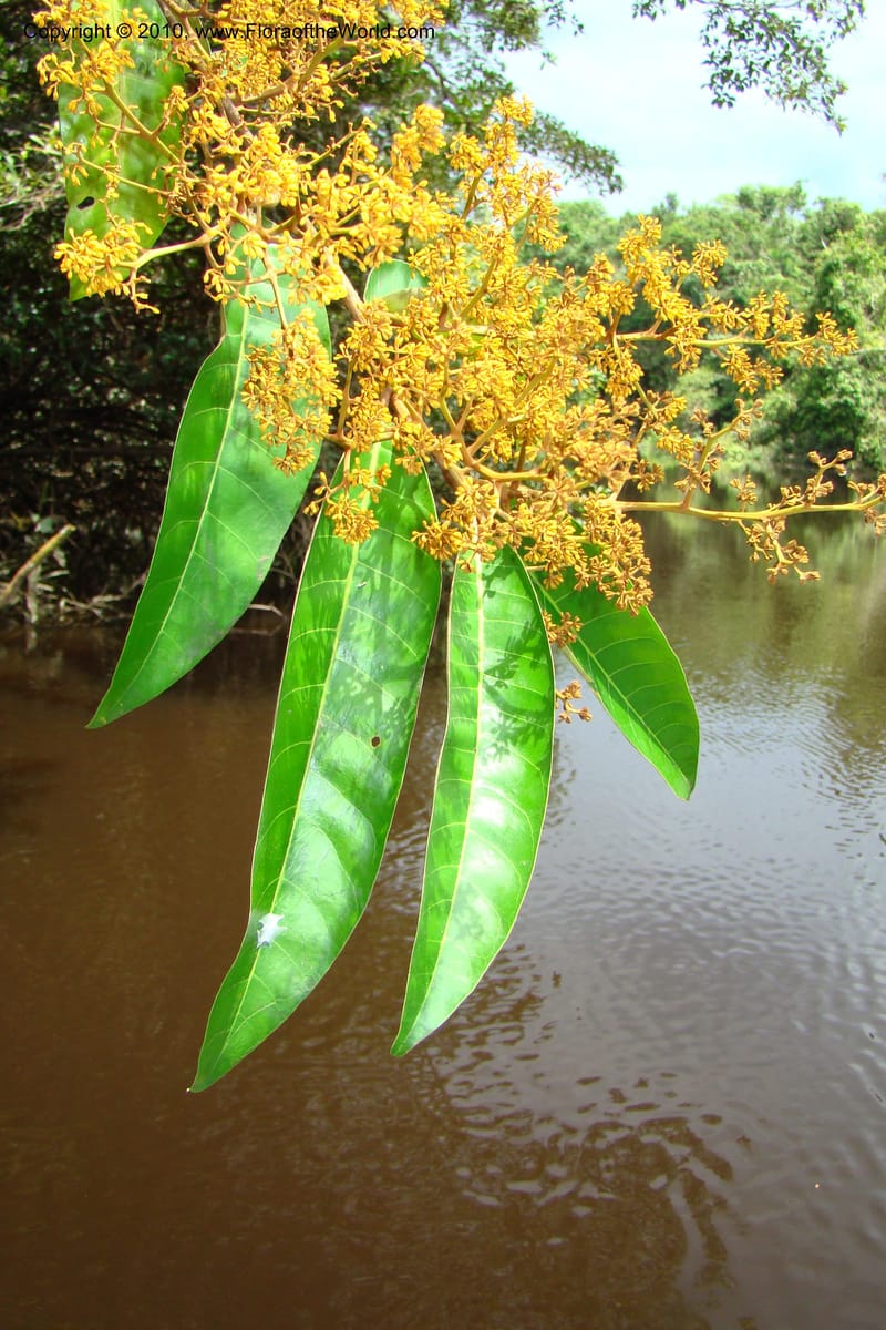 Virola calophylla, RVasquez34838--Peru. Loreto. Dist. Nauta. Qbda Nawapa, Rio Tigre. 11 Nov 08. 346.jpg