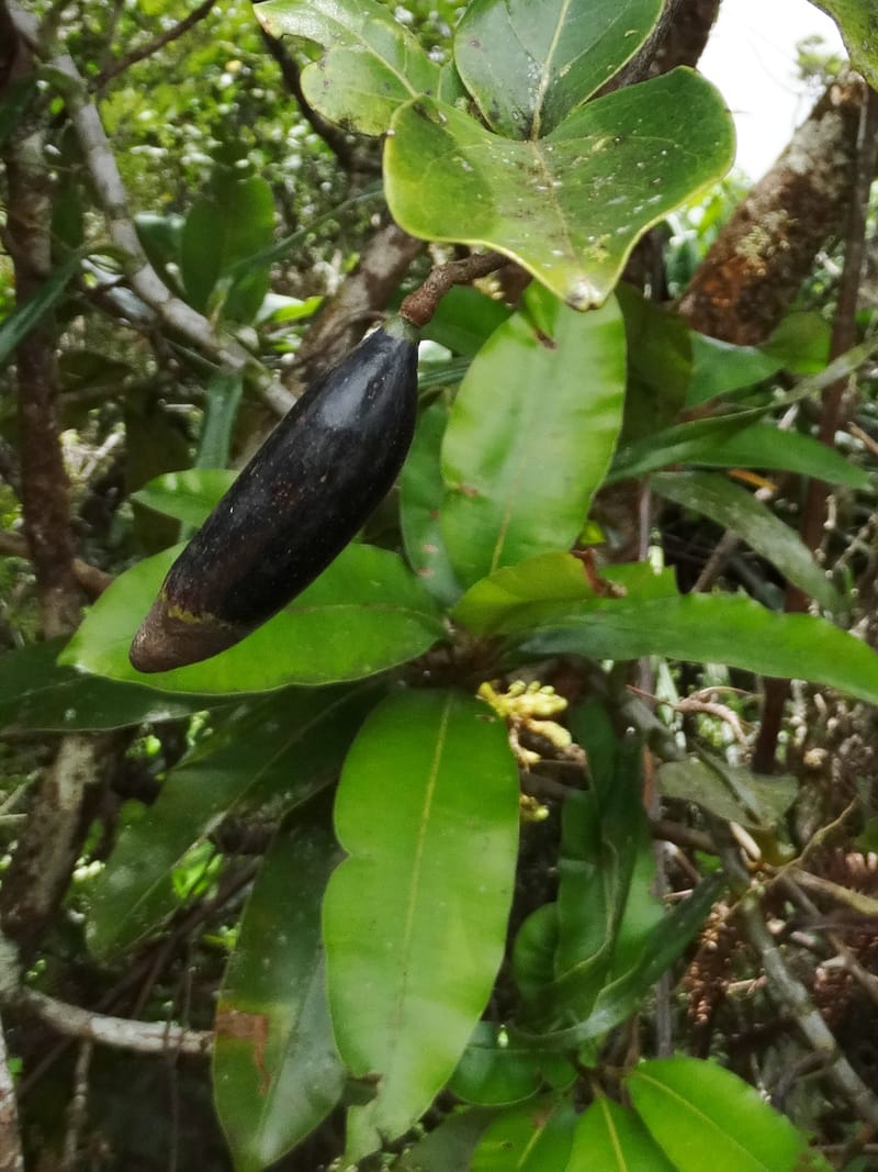 Endiandra monticola, Munzinger, J 7345--Fiji. Delaikoro Mtn. 3 Nov 2015. DSC08393 (247).JPG