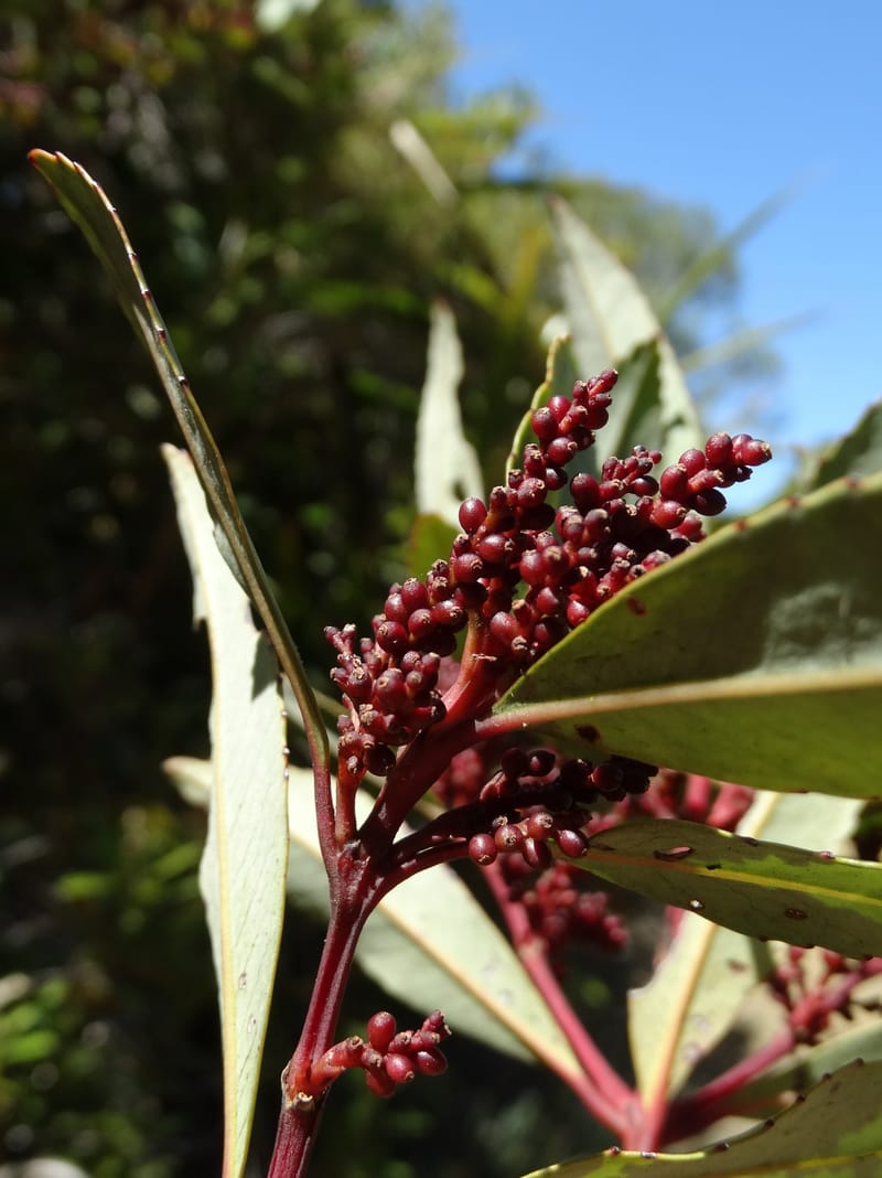 Ascarina rubricaulis, Lowry, P 7372--New Caledonia. Mont Dzumac. 12 Nov 2015. DSC01563 (16).JPG