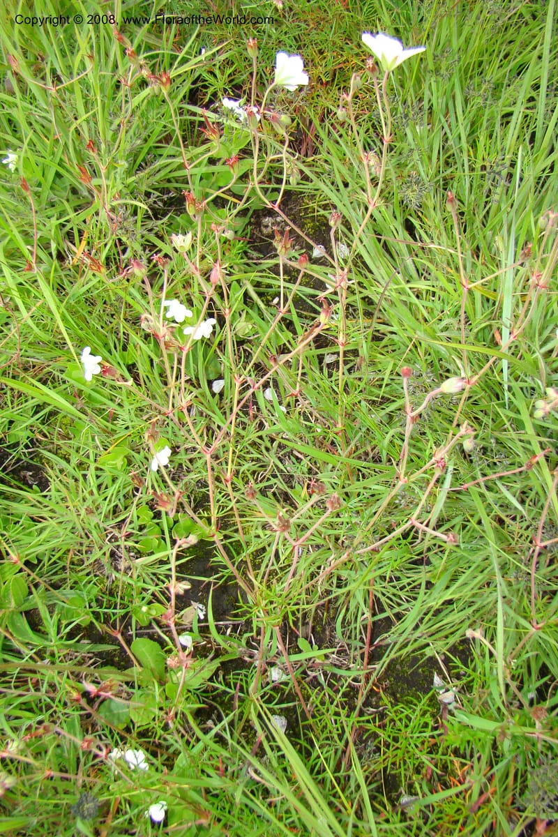 Geranium incanum, WKindeketa3021--Tanz. Makete Distr. Kitulo Nat. Pk. 25 Jan 08. 139.jpg