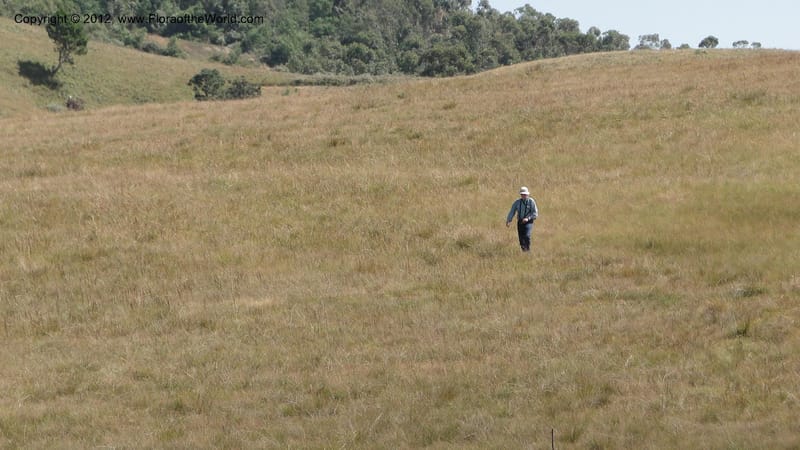 Madagascar. E of Ambositra toward Antoetra. 2 May 2010 130.jpg
