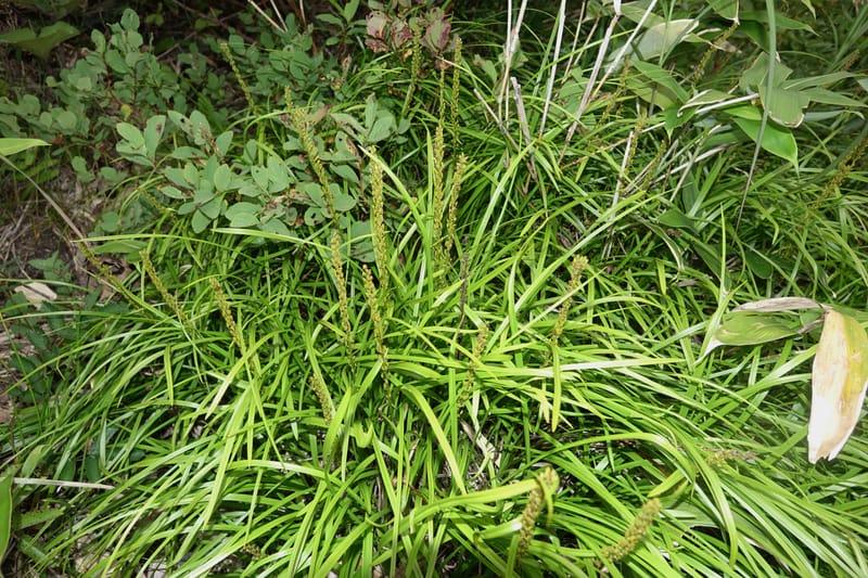 Japanolirion osense--Japan. Hokkaido. Teshio Exptl. For. 3 Aug 2016. DSC00757 (38).JPG