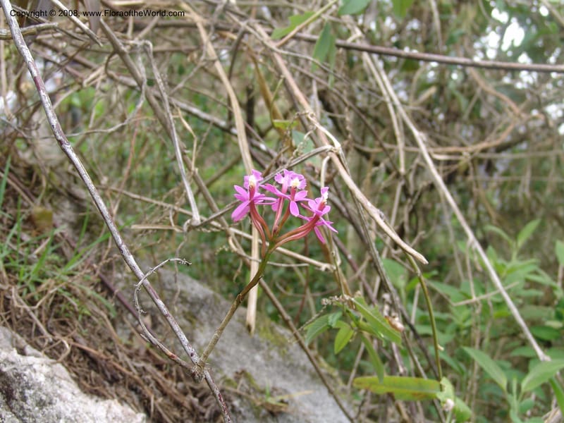 Epidendrum secundum--Peru. Edo. Cuzco. Machu Picchu. 27 Oct 05. 285.jpg