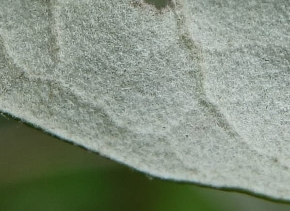 Astrotricha latifolia, Davidson, C 13352--Australia. Qld. Springbrook R (18).JPG
