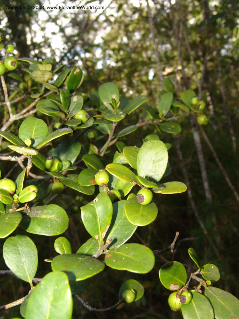 Garcinia, ZRogers1204--Madag. Anjozorobe, Aire Protegee, E Antsahabe. 17 Nov 06. 288.jpg