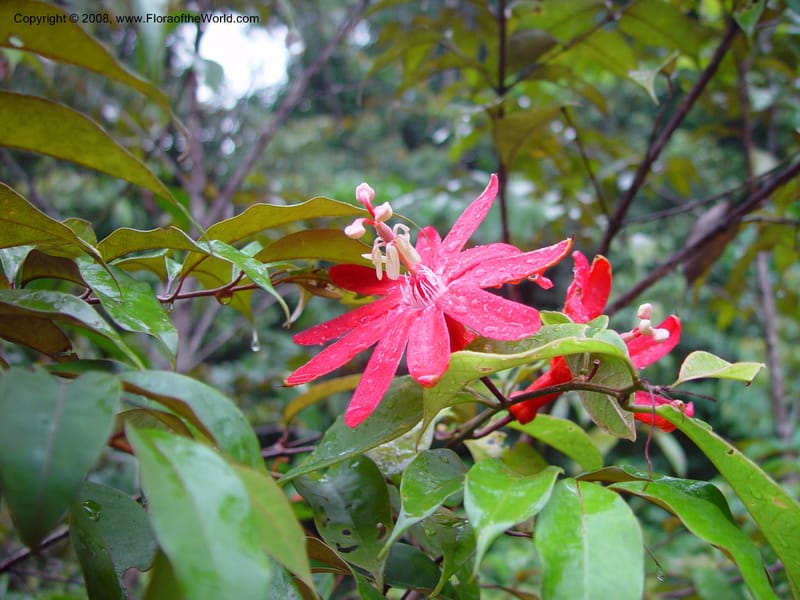 Passiflora, ETepe580--Fr. Guiana. Piste de Saint-Elie. 19 Mch 02. 001.jpg