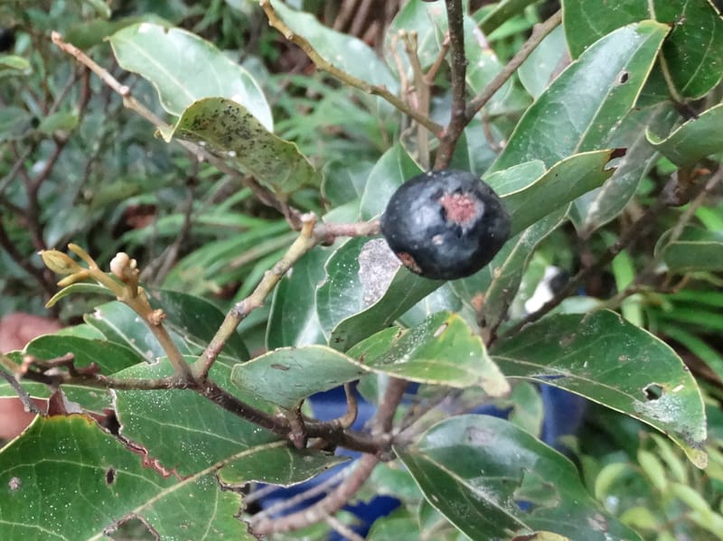 Cryptocarya turbinata, Munzinger, J 7359--Fiji. Waisali Rainf. Reserve. 4 Nov 2015. DSC08848 (116).JPG