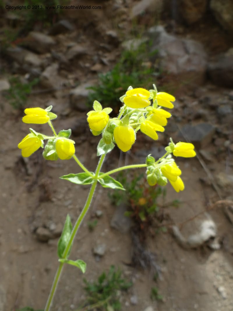 Calceolaria, WDS 34221--Chile. Cta 115. 11.5 km W of La Laguna. 22 Feb 2013. DSC02736 (42).JPG