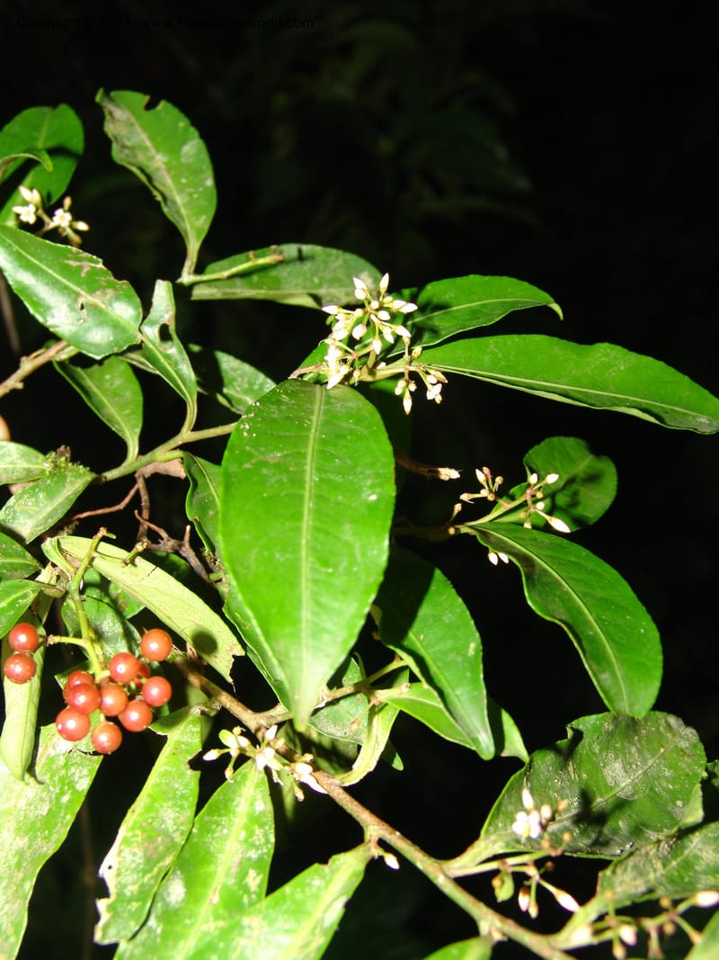 Ardisia, RVasquez31612--Peru. Prov.  Oxa. Estac. Paujil. Camino  Pozo Tigre. 17 Oct 06. 797.jpg