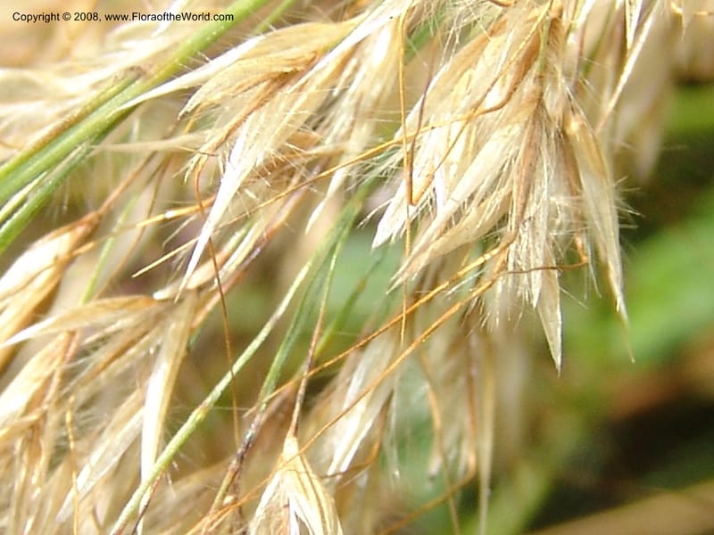 Stipa calamagrostis, S.43.1786--France. Paris. Jardin des Plantes. 4 Sep 07. 318.jpg