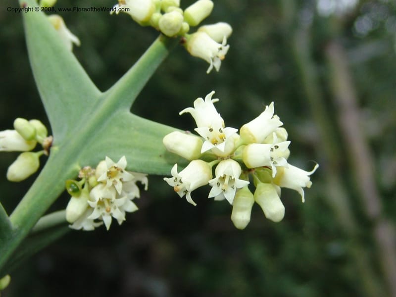 Colletia paradoxa, 49.2020--CA. UC Berkeley Bot. Garden. 8 Dec 06. 374.jpg