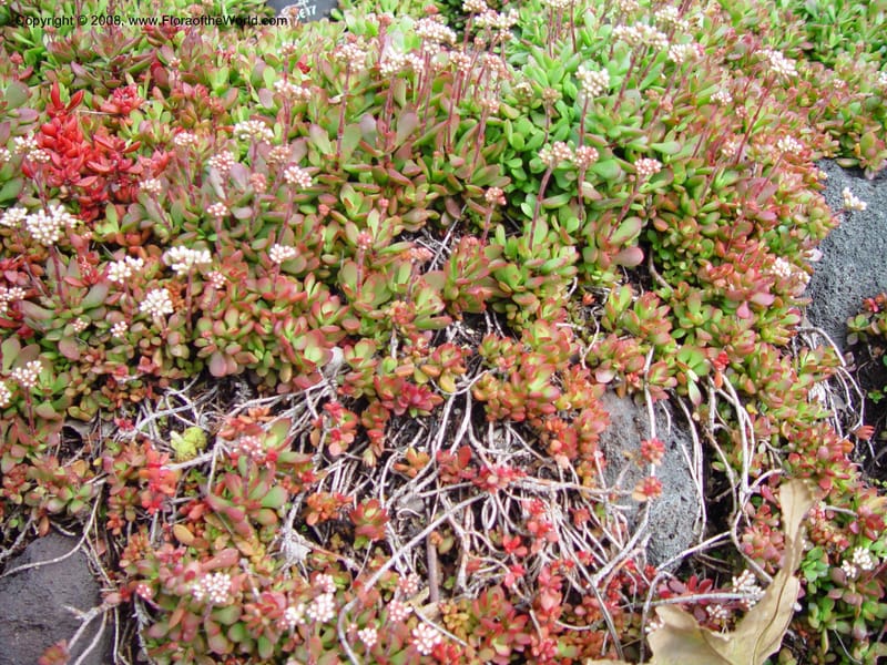 Crassula pubescens radicans, 25617--CA. Huntington Bot. Gard. 14 Feb 03. 107.jpg