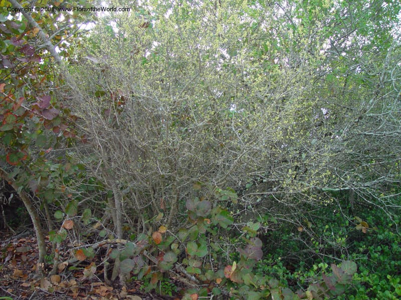 Forestiera segregata--FL. St. Lucie Co. N of Ft. Pierce. 17 Jan 03. 006.jpg