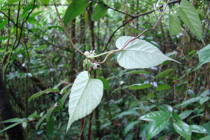 Ceropegia, WKindeketa2973--Tanz. Rungwe Distr. Rungwe For. Res. 24 Jan 08. 087.jpg