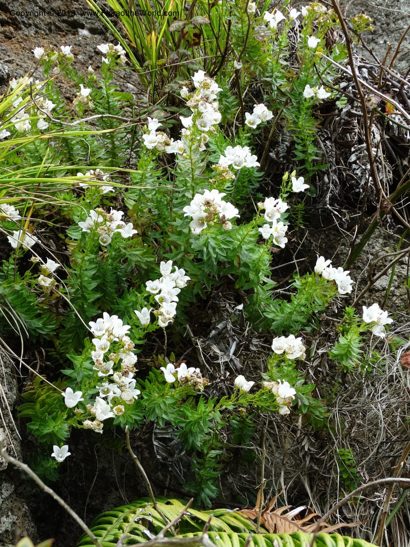 Wahlenbergia fernandeziana, Ricci, M 554.15--Chile. Juan Fernandez. Mirador Selkirk. 23 Feb 2015. DSC09106 (37).JPG