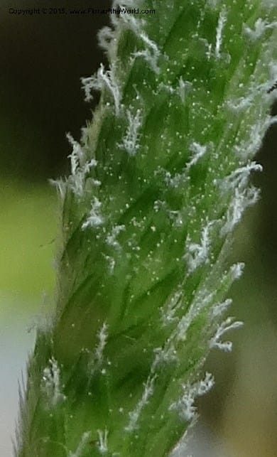 Alopecurus aequalis, Davidson, C 12610--Idaho. Valley Co. Payette Lake. Sylvan Cr. 20 Jul 2014. DSC00669 (121).JPG