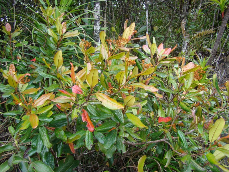 Argophyllum,  Munzinger, J 4878--New Caledonia, Prov S, Mt Dzumac, 20  Nov 2007, DSC07047 (2).jpg