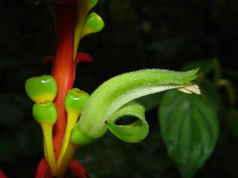 Heliconia aemygdiana v. transandina, Croat94411--Ecuador. Prov. Pichincha. Res. Guaycuyacu. 11 Feb 05.  004.jpg