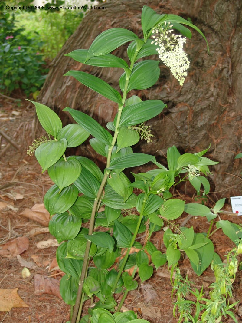 Smilacina, 2001.0676--CA. UC Berkeley Bot. Garden. 31 May 07. 165.jpg