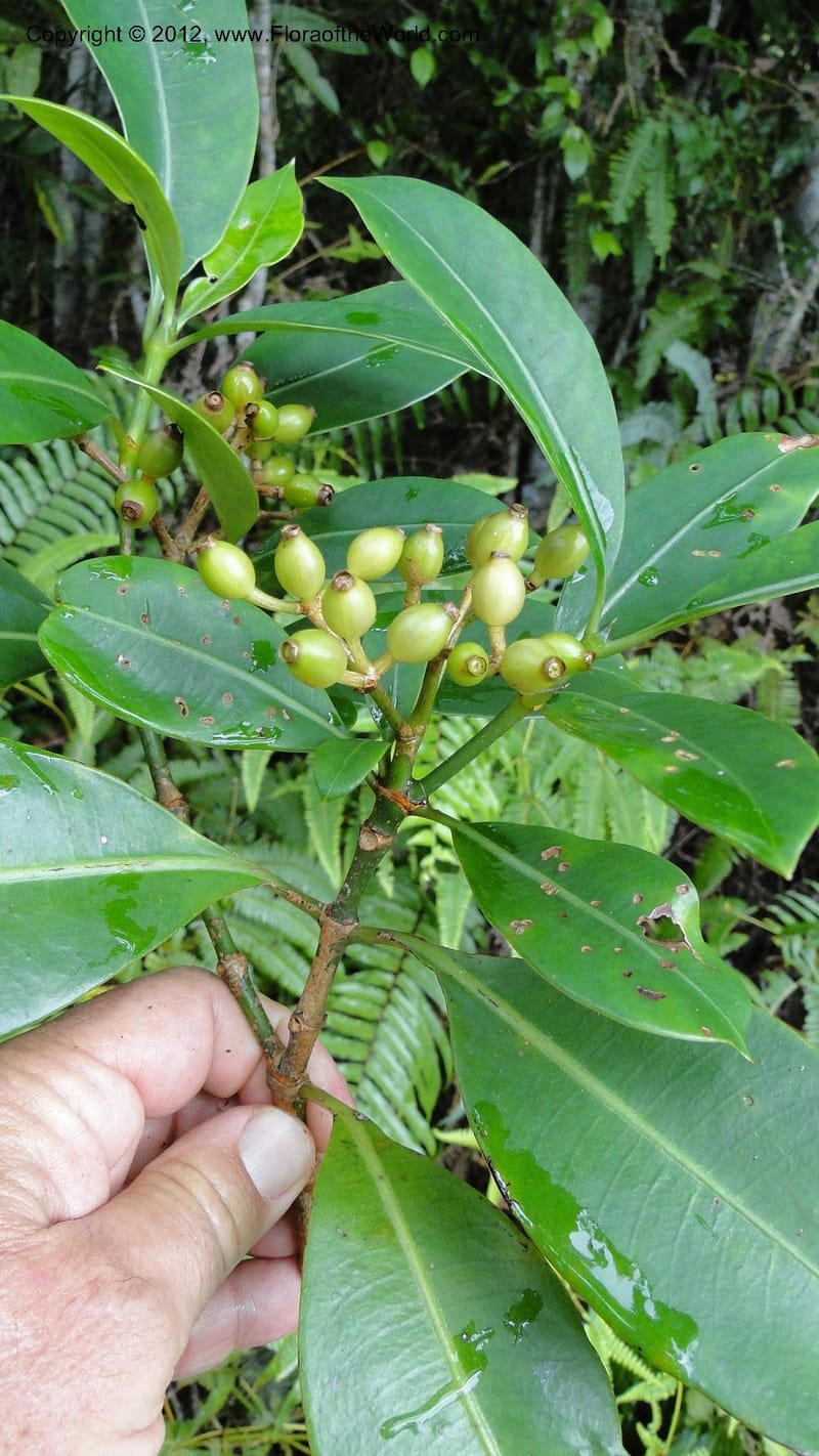Chassalia acutiflora, A. Ramahefaharivelo 165--Madagascar. Ambolotara. Ambodini, Vatovavy. 3 May 2010. 009 (12).jpg