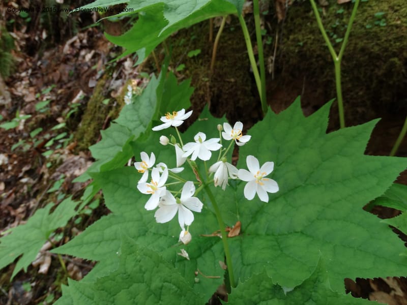 Diphylleia cymosa, Davidson, C 12981--North Carolina. Clay Co. Perry Gap Rd, Barnard's Cr. 13 May 2015. DSC04860 (2).JPG