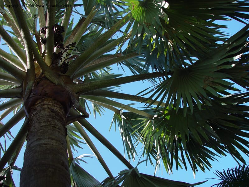 Bismarckia nobilis. 92251 E--FL. Fairchild Tropical Gard. 16 Jan 03. 017.jpg