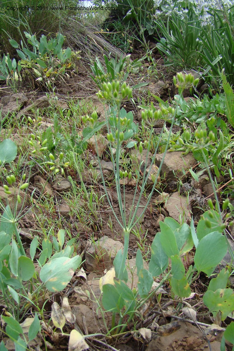 Lomatium nudicaule, C. Davidson 11435--Idaho. Adams Co. Smokey Boulder Rd. 6 June 2009. 314.jpg
